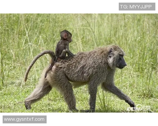 足球明星狒狒的真实身份揭秘及其在足球界的传奇故事